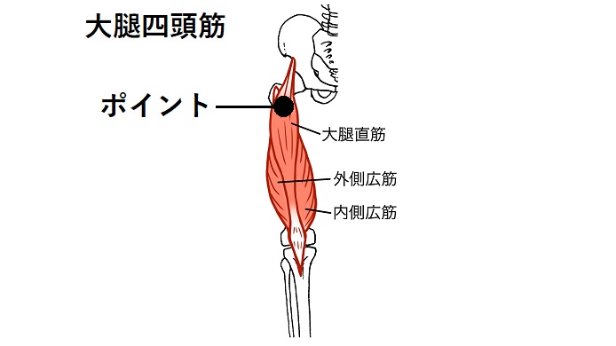 大腿四頭筋のイラスト